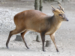 MUNTJAC