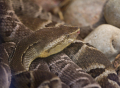 BOTHROPS