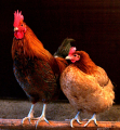 POULE