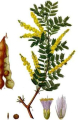 ACACIA