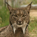 LYNX