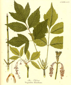 NÉGONDO