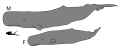 CACHALOT