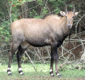 NILGAU