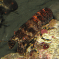 SCYLLARE