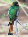 TROGON