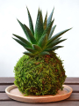 KOKEDAMA