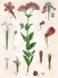 SILÈNE