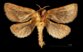 SYLVINE