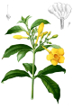 ALLAMANDA