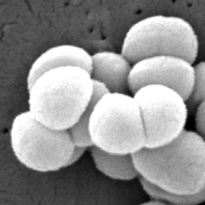 MICROCOQUE