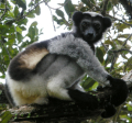 INDRI