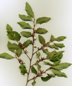 NOTHOFAGUS