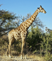 GIRAFE