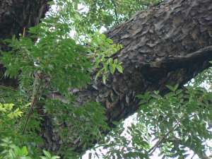 ACAJOU