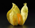 PHYSALIS