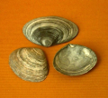 LAVIGNON