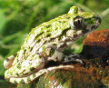 PÉLODYTE