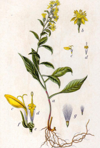 SOLIDAGO