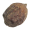 Image Sapotaceae