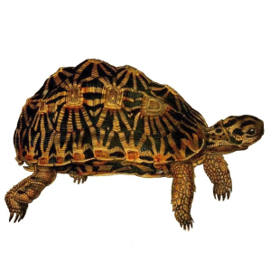 TORTUE