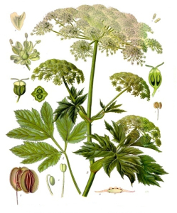 PEUCÉDAN