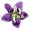 Image Solanaceae