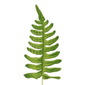 POLYPODE