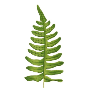 POLYPODE