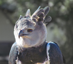 HARPIE