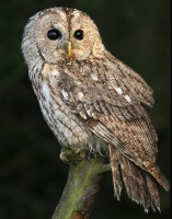 photo rapace