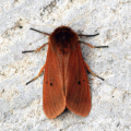 ÉCAILLE