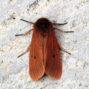 ÉCAILLE