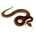 BOTHROPS