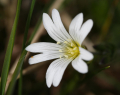 CÉRAISTE