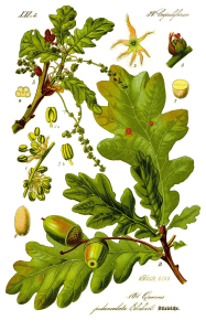 CHÊNE