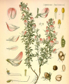 BUGRANE
