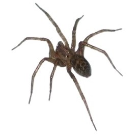 TÉGÉNAIRE