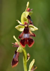 OPHRYS