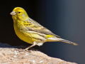 CANARI