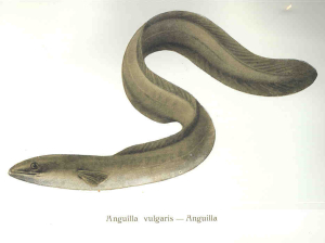 ANGUILLE