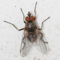 HÉMATOBIE