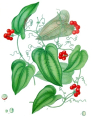 SMILAX