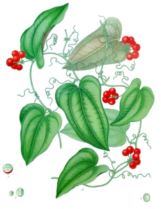 SMILAX