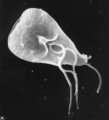 LAMBLIA