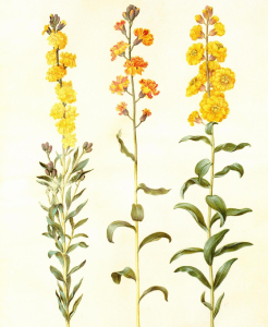 GIROFLÉE