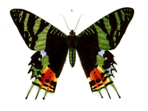 URANIE