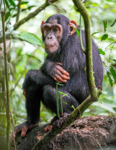 CHIMPANZÉ