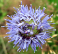 JASIONE