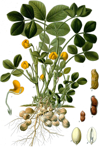 ARACHIDE